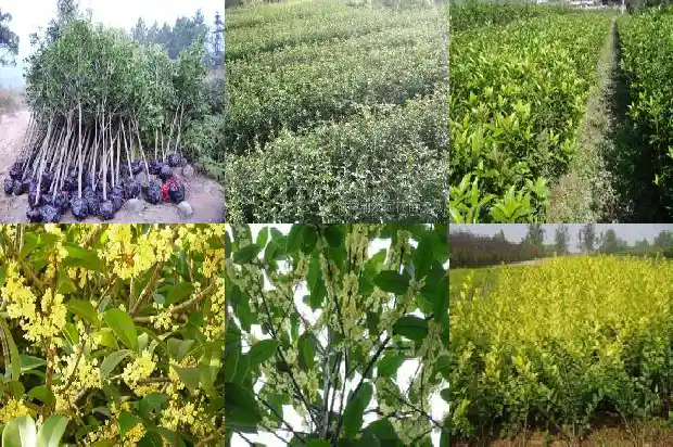 秋天的桂花树有什么特点1683853172549