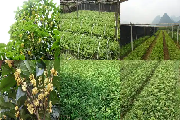 秋天的桂花树有什么特点1683853172596