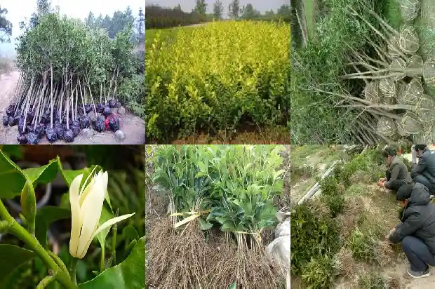 怎么分辨桂花的品种1683853211770
