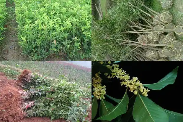 桂花品种花期排名1683853242423