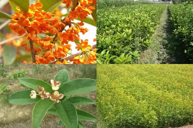 桂花品种花期排名1683853242518