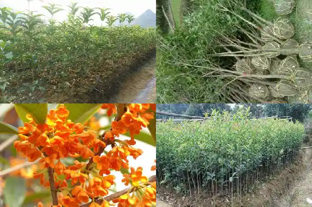 桂花品种花期排名1683853242566