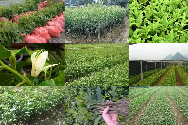 桂花古称什么1683853275849