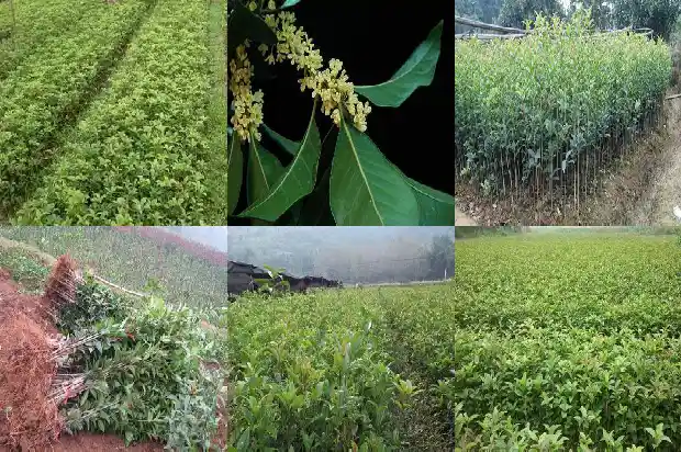 桂花古称什么1683853275897