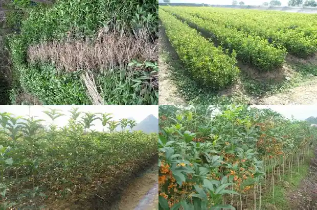 叶子最小的桂花是什么品种1683853283601