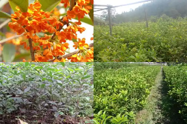桂花叶子形状和品种1683853293681