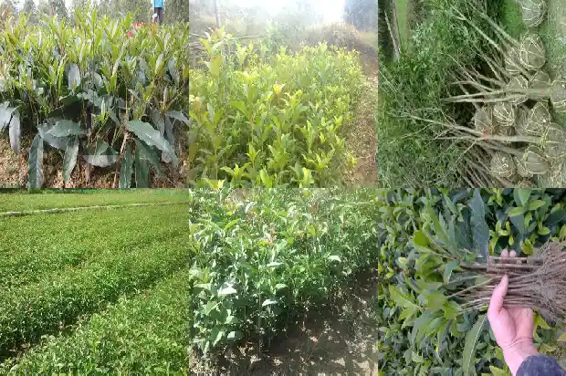 桂花有多少种品种是哪些品种的花1683853303411