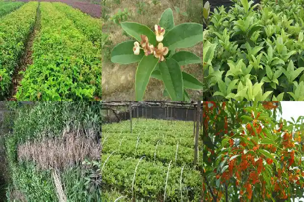 桂花有多少品种分别是什么1683853315517