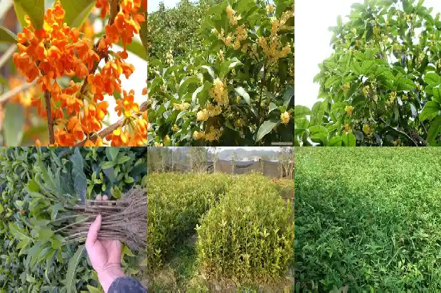桂花有哪些品种哪一种品种最好吃1683853323645