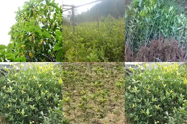 籽桂是桂花什么品种1683853342923