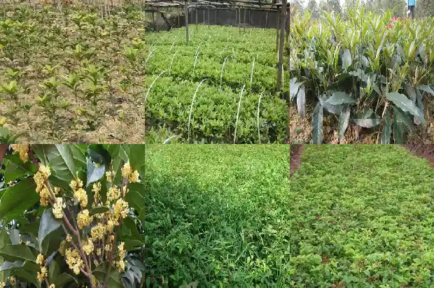 哪种桂花最好养活1683853364788
