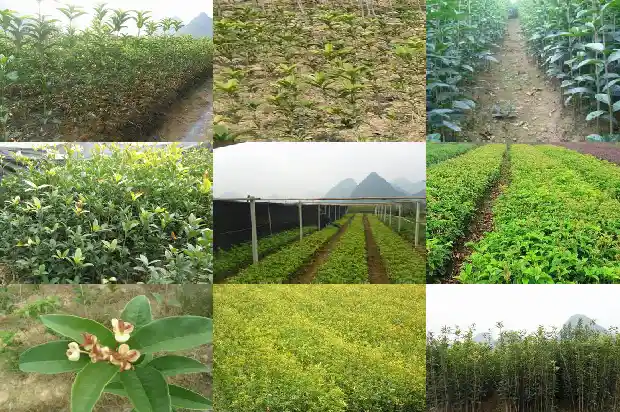 哪种桂花最好养活1683853364835
