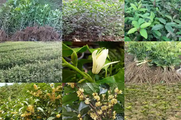 桂花哪个品种值钱又好养的花1683853376777