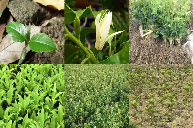 桂花哪个品种值钱又好养的花1683853376824