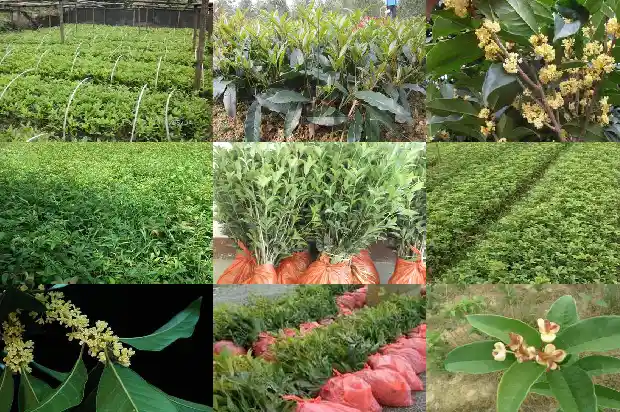 桂花哪个品种值钱又好养的花1683853376872