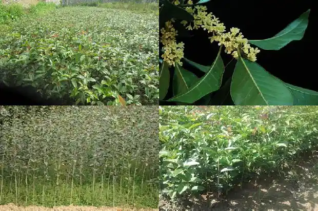 脾胃不好可以吃桂花吗1689035654472