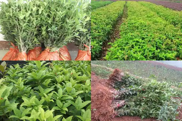 几十年桂花树值多少钱一棵1690591236125