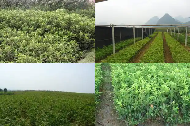 桂花哪个品种最好养又好看1683853398825