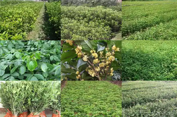 刚移栽的桂花树怎么修枝好1688345841068