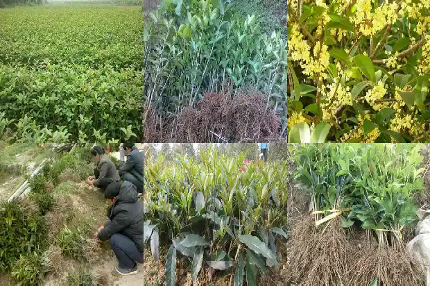 桂花哪个品种适合盆栽1683853420497