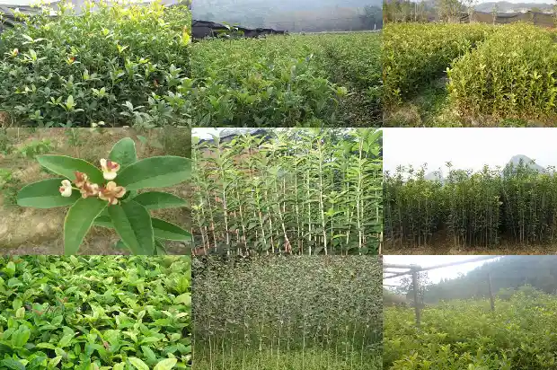 桂花的功效与作用 药用价值及禁忌是什么呢1689313404114