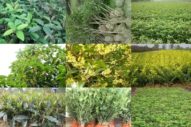 哪个地方有桂花树种植的1688690608884