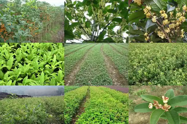桂花树种哪里比较好活一些1688792641655