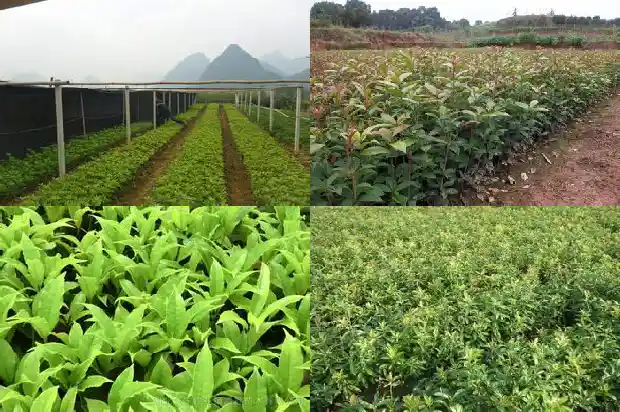 什么品种桂花好养活1683853469655