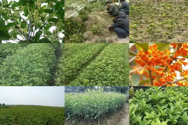 什么品种桂花好养活1683853469703