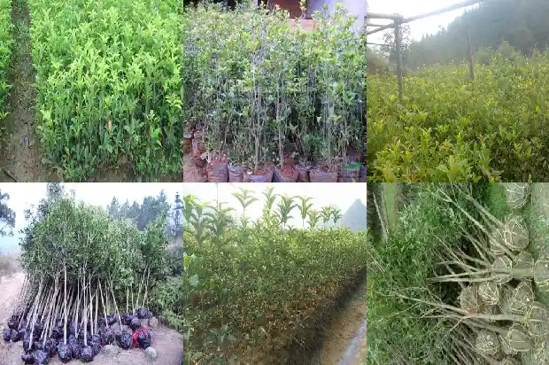 什么品种桂花好养活1683853469751