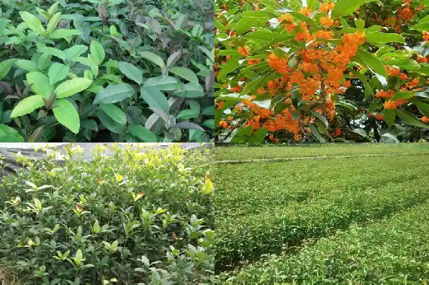 什么品种桂花好养又好养1683853481494