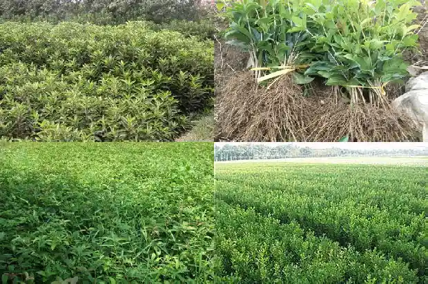 什么品种桂花好养又好养1683853481589