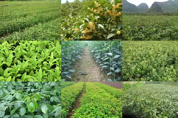 什么品种桂花好养又好养1683853481637