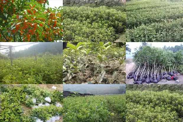 桂花哪个品种最好养活的1683853489231