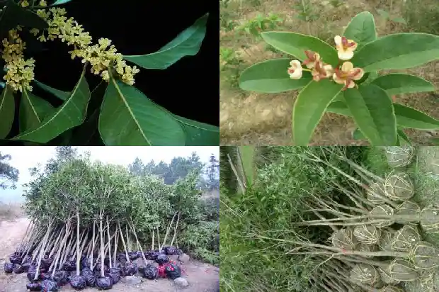 桂花哪个品种值钱一点的呢1683853501336