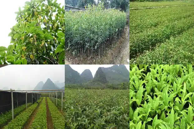 桂花的哪个品种最好1683853513397