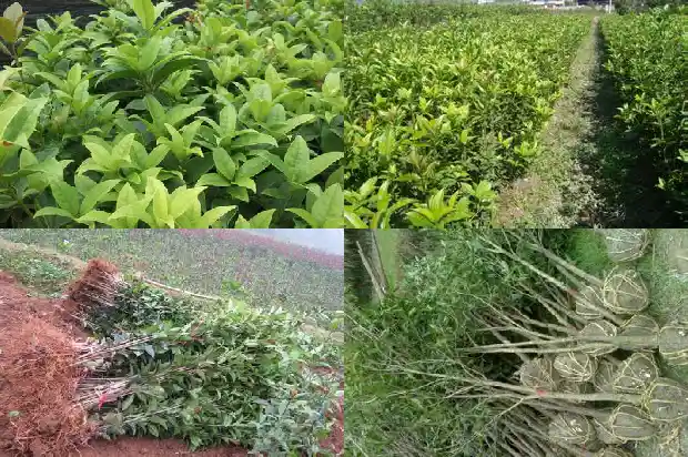 桂花买什么品种好1683853523382