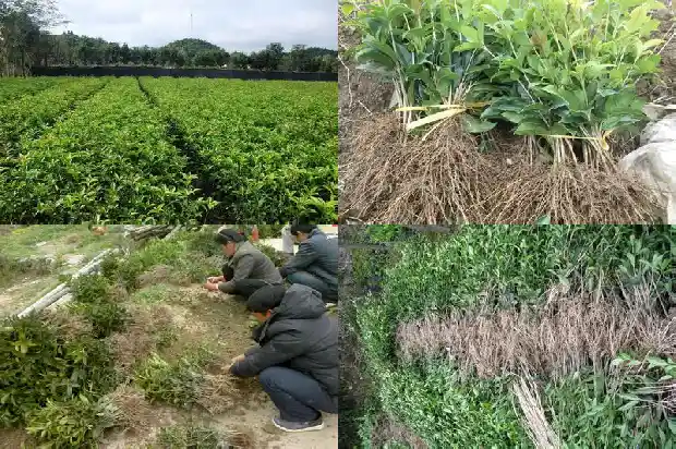 什么品种的桂花最贵又好养1683853553563