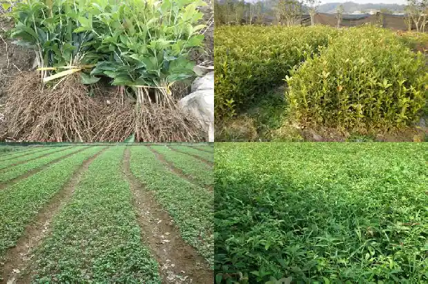 什么品种的桂花最贵又好养1683853553611
