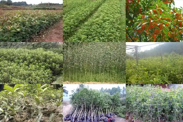 哪种桂花最贵1683853561606