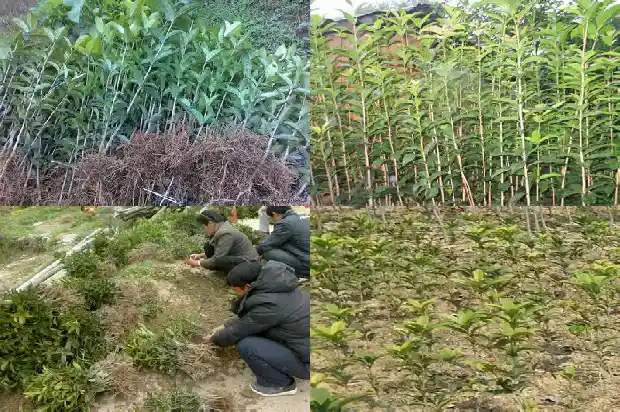 市面上卖的干桂花是什么品种1683853571407