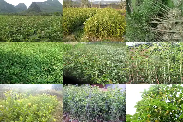 市面上卖的干桂花是什么品种1683853571455
