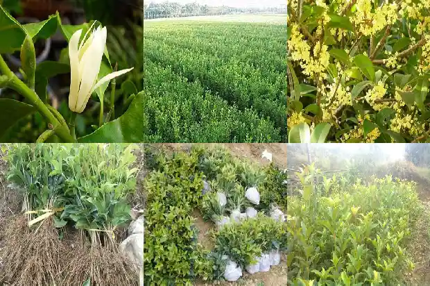 流苏嫁接桂花能长成大树吗1690417874689