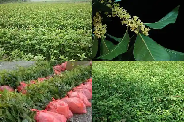 食用桂花哪个品种好1683853581576
