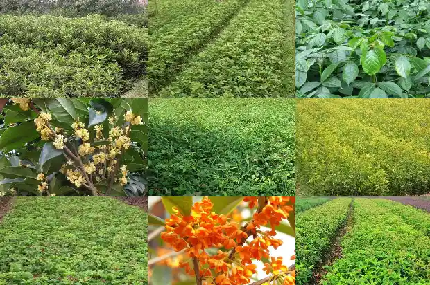 桂花好品种有哪些品种1683853591039