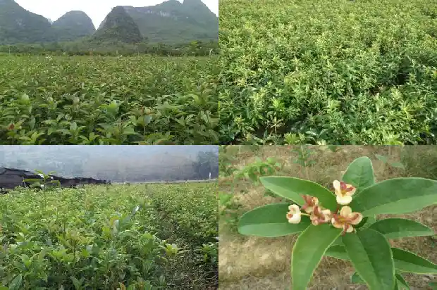 桂花那个品种好日香桂为什么开花不香1683853610994