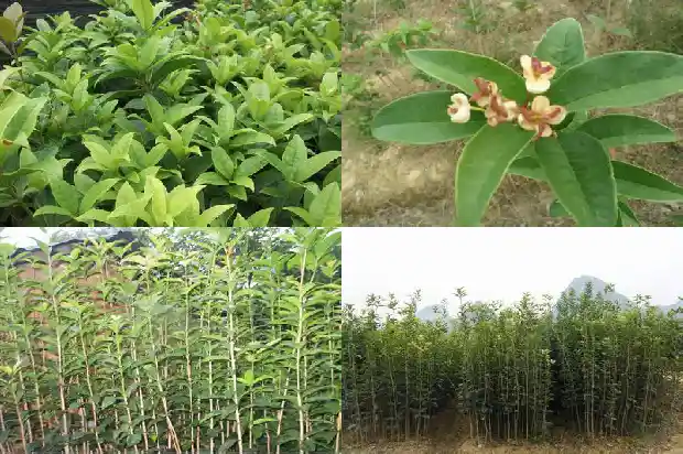 桂花那种品种最好1683853639598