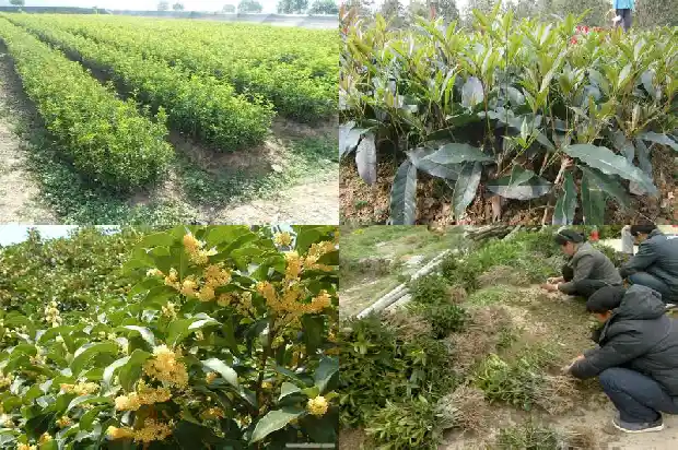 5公分的桂花树价格多少一棵1689726687915