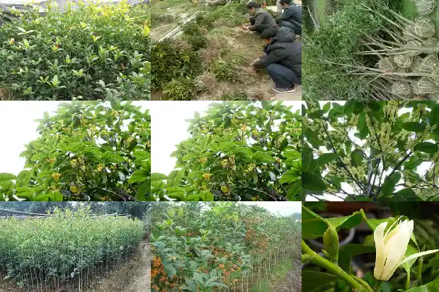 公认的桂花好品种有哪些1683853649273
