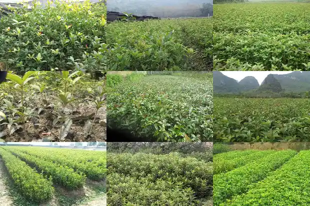 公认的桂花好品种排名1683853661037